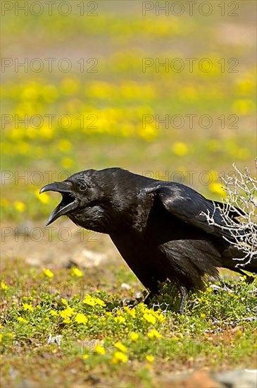 Common common raven