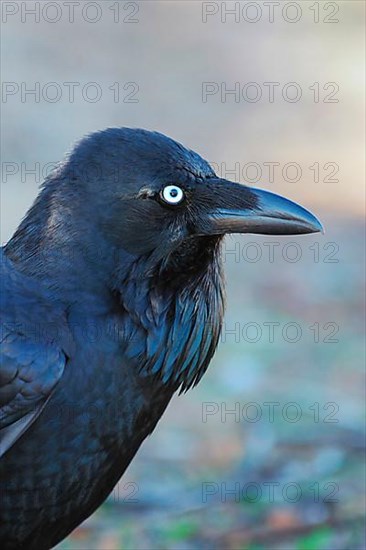 Australian raven