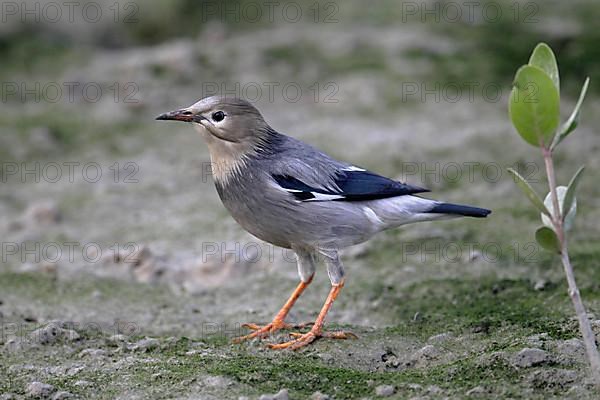 Adult red-billed starling