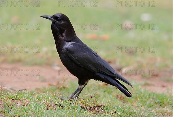 Cape crow