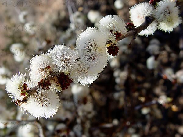 Blackthorn acacia