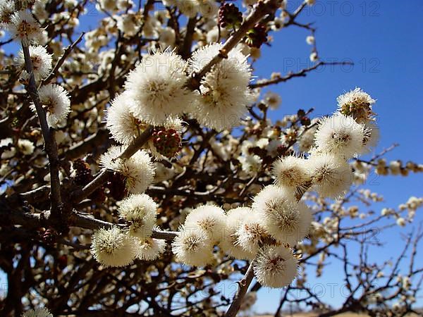 Blackthorn acacia