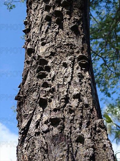 Knotted Thorn Acacia