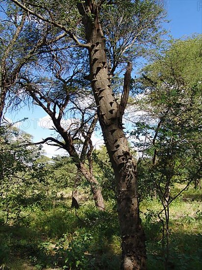 Knotted Thorn Acacia