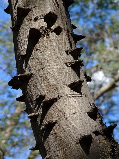 Knotted Thorn Acacia