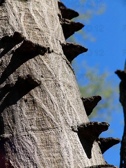 Knotted Thorn Acacia