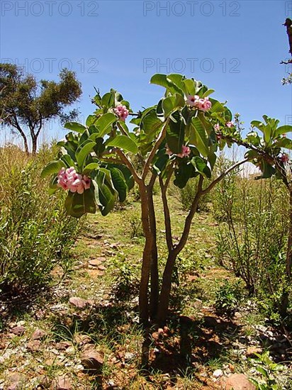 Poison dart plant