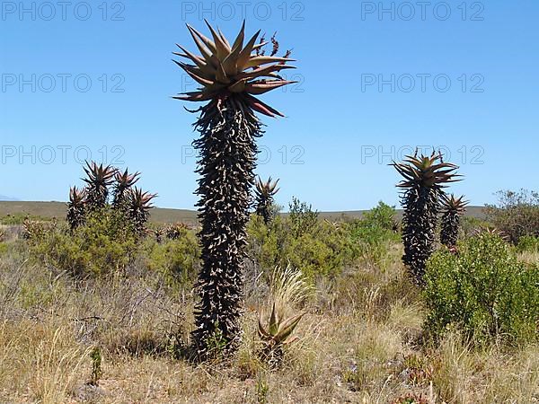 Bitter aloe