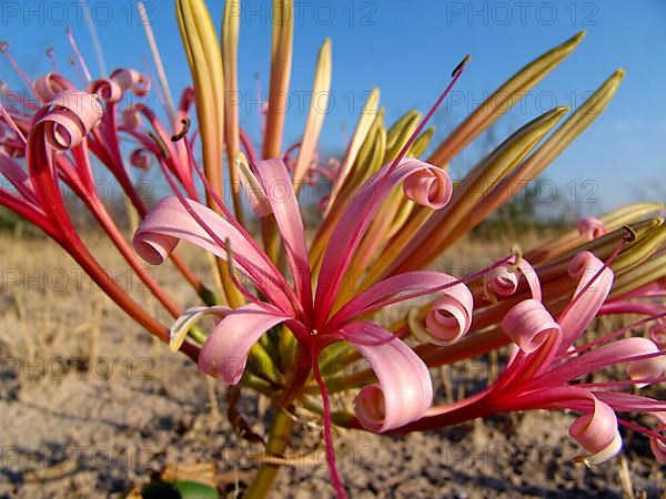 Sore-eye flower