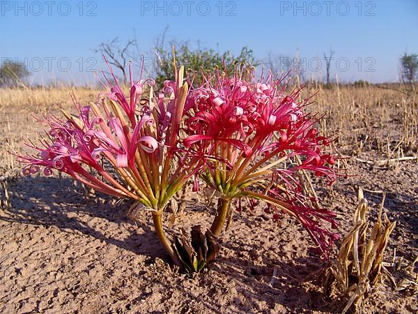 Sore-eye flower