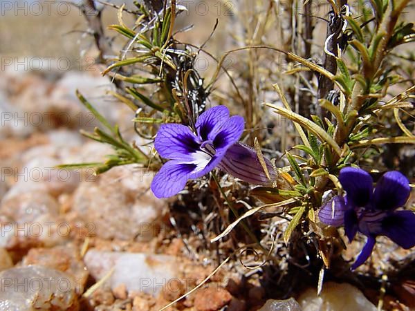 Karo violets