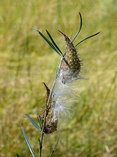 Shrubby silk plant