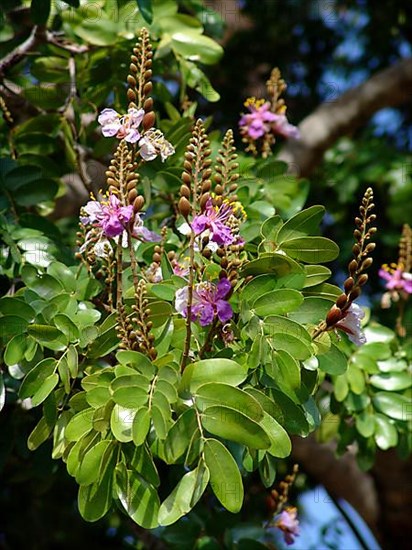 Zambezi Rhodesian Teak