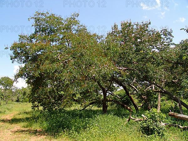 Zambezi Rhodesian Teak