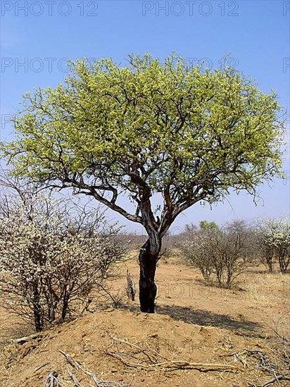 White trunk