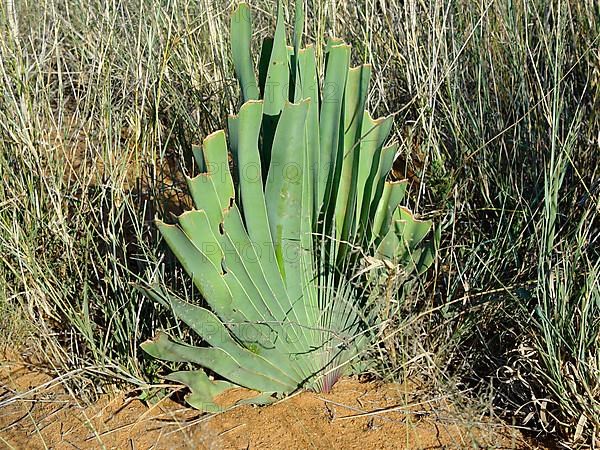 Bushman Poison Onion