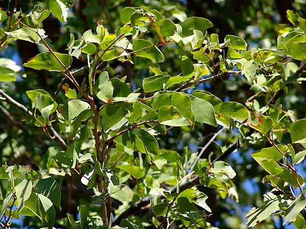 Mopane tree