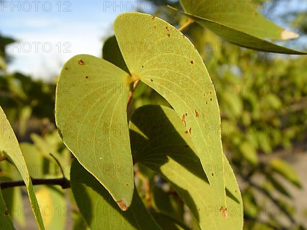 Mopane tree