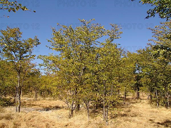 Mopane tree