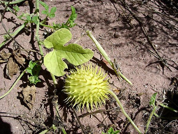 (Anguria) cucumber, hedgehog cucumber