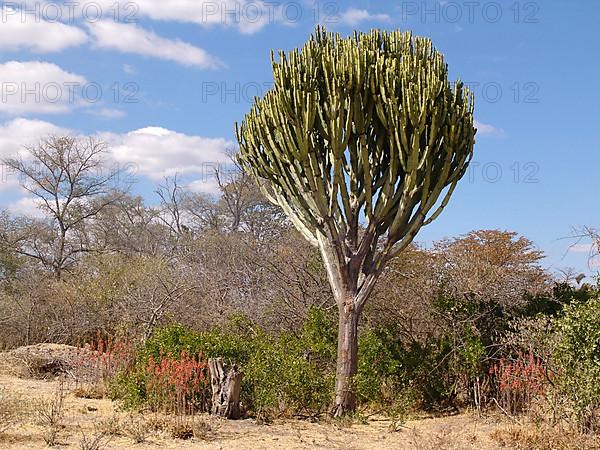 Candelabra spurge