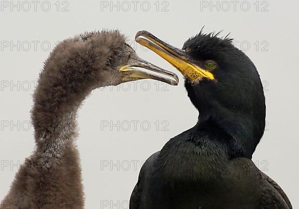 European Shag