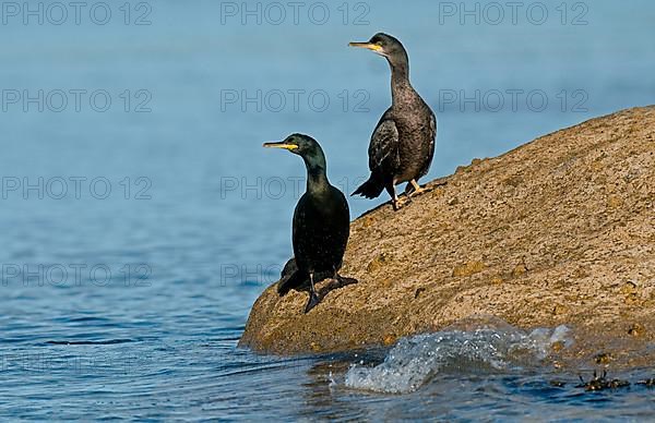 European Shag