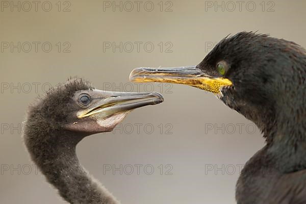 European common shags