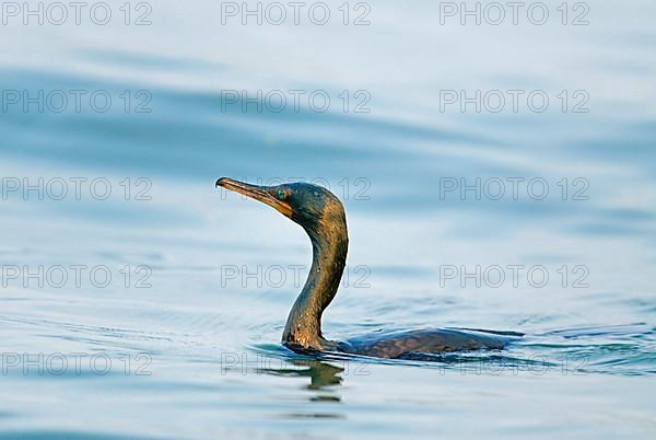 Indian indian cormorant