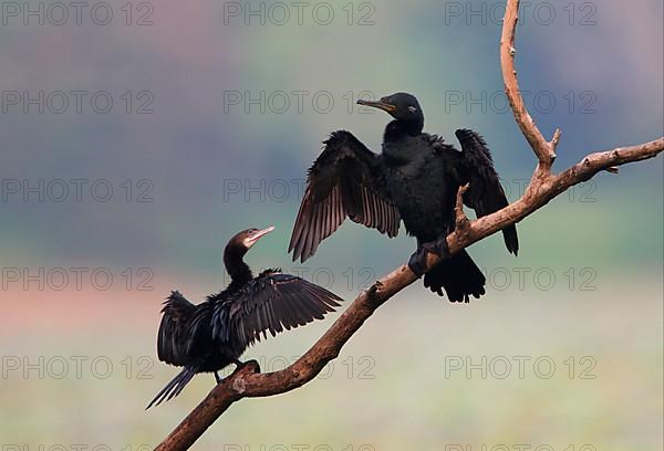 Indian Cormorant