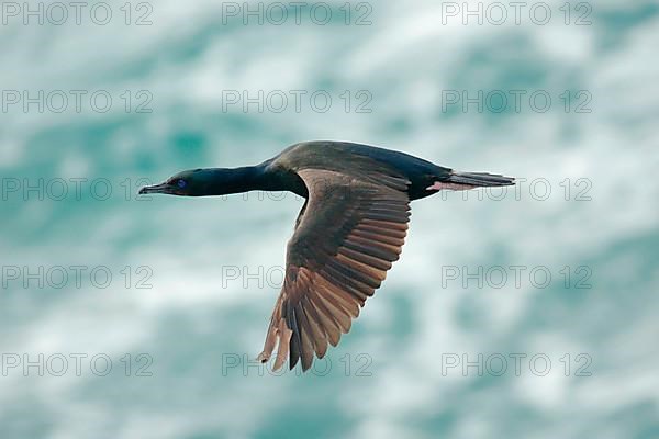 Stewart Island Shag