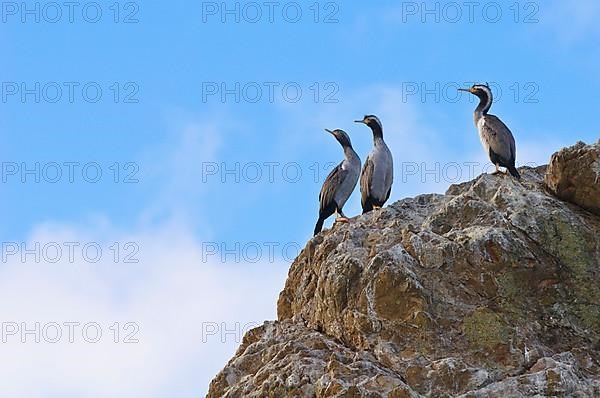 Spotted shag