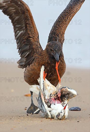 Great Skua