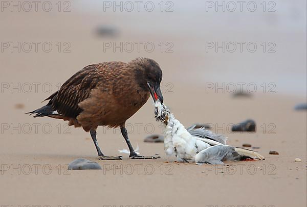 Great Skua