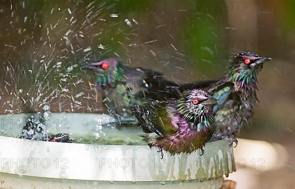 Metallic starling