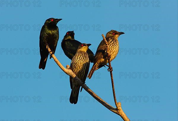 Asian Glossy Starling