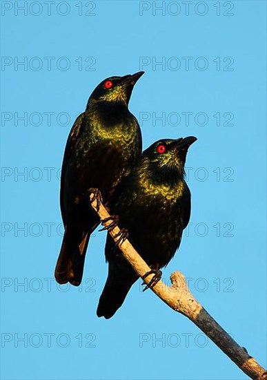 Asian Glossy Starling