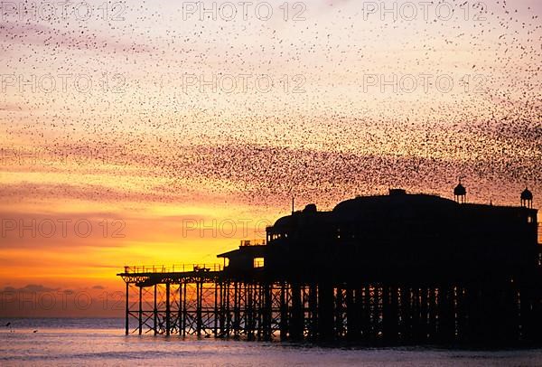 Common starling