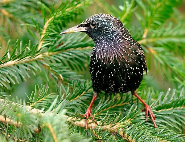 Common common starling