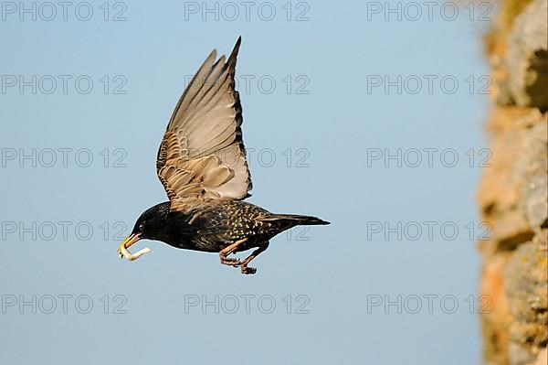 Common Starling