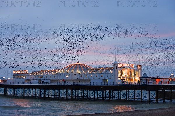 Common common starling