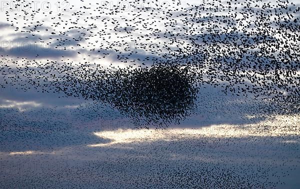 Common common starling