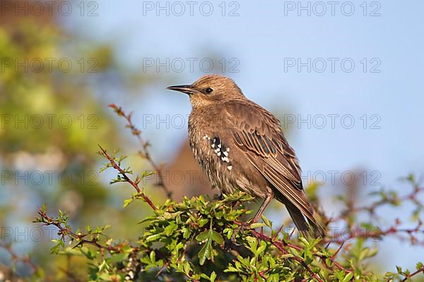 Common common starling