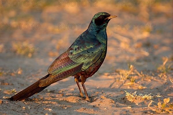 Burchell's starling