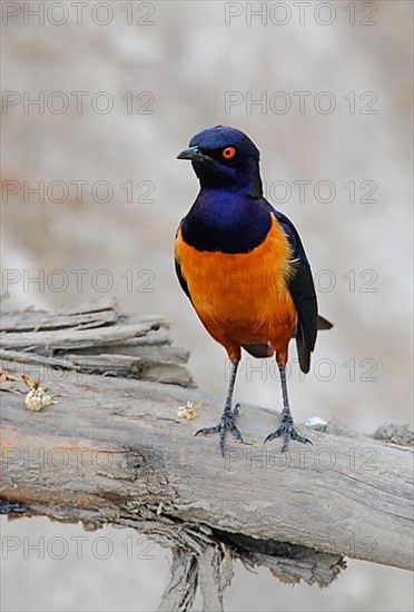 Hildebrandt's hildebrandt's starling