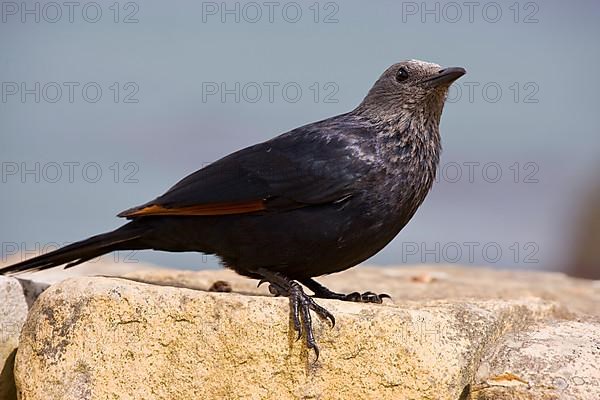 Red-winged starling