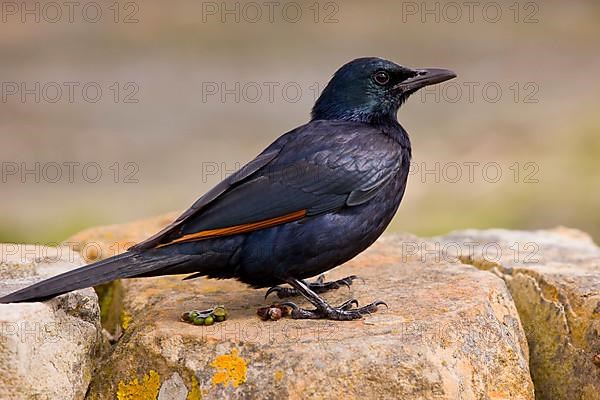 Adult male red-winged starling
