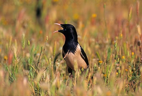 Rose-coloured Starling