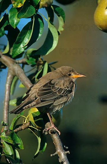 Rose-coloured Starling