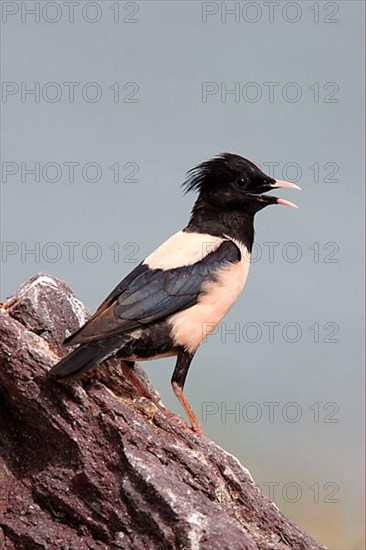 Rosy rosy starling